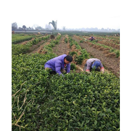 江苏茶苗种植_镇江茶苗_骏达园艺