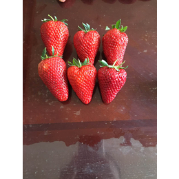 丰香草莓苗价格|乾纳瑞农业科技好品质|草莓苗