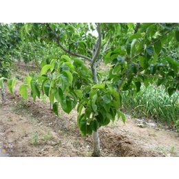 1公分梨树苗什么样的好、榆林1公分梨树苗、开发区润丰苗木中心