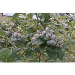 咸丰蓝莓苗|百色农业公司|蓝莓苗价格