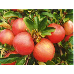 纸袋红富士苹果市场价|纸袋红富士苹果|康霖现代农业(查看)