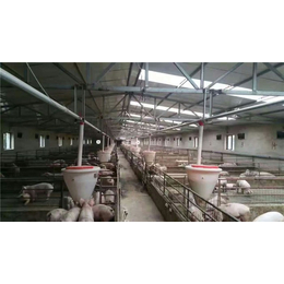 猪舍料线生产厂家|猪舍料线|牧鑫养殖保证售后服务(查看)