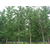 绿都园林(图),银杏树苗价格,北京银杏缩略图1