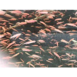 北京观赏鱼养殖基地|庆祥伟业|观赏鱼