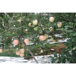 5公分苹果苗哪里有,润丰苗木,朔州5公分苹果苗