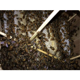 蜜蜂养殖场电话,蜜蜂养殖,贵州蜂盛(查看)