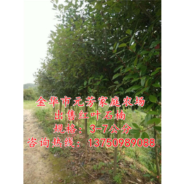 高杆红叶石楠树,元芳家庭农场*,宁波红叶石楠树