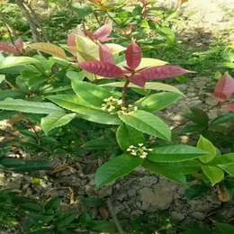 五彩桂,找珍珠彩桂就到好彩,求购珍珠五彩桂