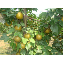 3公分梨树苗,开发区润丰苗木,3公分梨树苗供应商