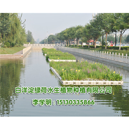 生物人工浮岛|绿荷水生(在线咨询)|北京人工浮岛