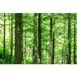 池杉价格|淘氧彩叶苗木(在线咨询)|池杉