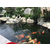 金碧林水族用品(多图)|花园大型鱼池建造缩略图1