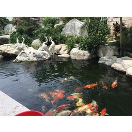 金碧林水族用品(多图)|花园大型鱼池建造