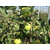 特产礼品苹果产地*,康霖现代农业(在线咨询),特产礼品苹果缩略图1