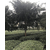 河南红豆杉品种、骏达园艺(在线咨询)、焦作红豆杉缩略图1