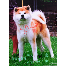 巨洲犬舍(图)|秋田犬公犬|山西秋田犬