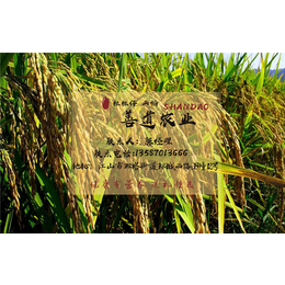生态大米|善道农业(在线咨询)|大米