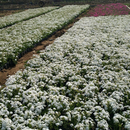 芝樱养殖芝樱小苗芝樱种苗芝樱种植缩略图