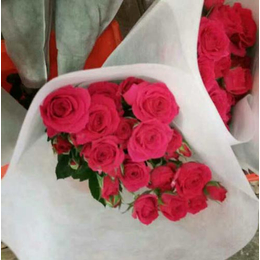 新疆爱莎玫瑰苗买卖、红瑞花卉(在线咨询)、新疆爱莎玫瑰苗