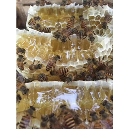 贵州蜂盛(图)|毕节蜜蜂养殖|蜜蜂养殖