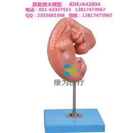 康为医疗KDFA42004胚胎放大模型