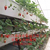 厂家*草莓立体种植槽 温室大棚种植槽 *缩略图3