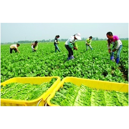 宏鸿农产品集团(图)|越秀区有机蔬菜供应商|有机蔬菜