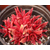 濮阳市世锦花卉基地(图)|多肉植物多少钱一盆|多肉植物缩略图1