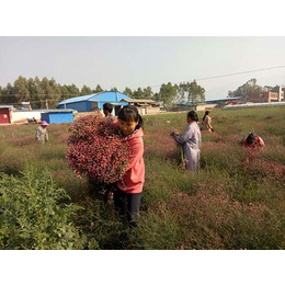 蒙自*草种苗,汇通银河,*草种苗生产