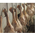*鸡厂|德信食品(在线咨询)|石家庄*鸡缩略图1