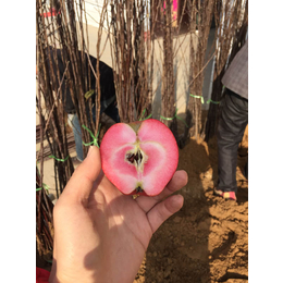 乾纳瑞农业科技欢迎您(图)|水蜜桃苹果苗价格|苹果苗