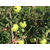 西安红富士苹果批发、进口水果红富士苹果批发、康霖现代农业缩略图1