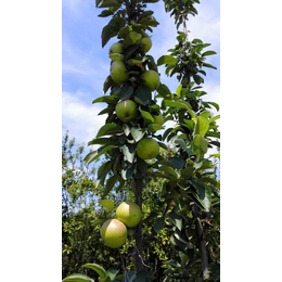 苹果苗_乾纳瑞农业科技公司售_水蜜桃苹果苗价格