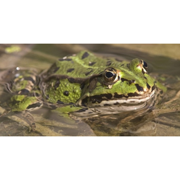 收购黑斑蛙、农聚源生态农业(在线咨询)、襄阳黑斑蛙