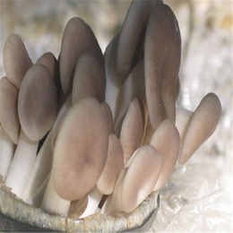 食用菌蘑菇套袋机 平菇香菇木耳养殖装袋机 蘑菇*包装机