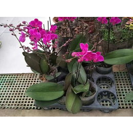花卉养殖漏水板防水高强度,花卉养殖漏水板,华强科技1(查看)