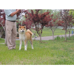 秋田犬_吴中巨洲犬舍_秋田犬代理