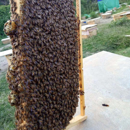 陕西蜜蜂养殖_蜜蜂养殖_贵州蜂盛