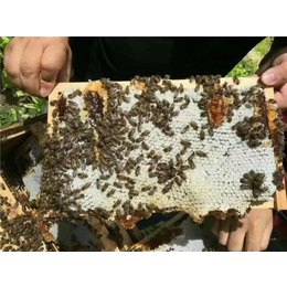 贵州蜜蜂养殖_蜜蜂养殖_贵州蜂盛