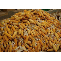 铜川求购玉米-收购玉米的公司-汉光现代农业(推荐商家)