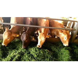 母牛饲料配方 母牛饲料配方和喂养方法缩略图