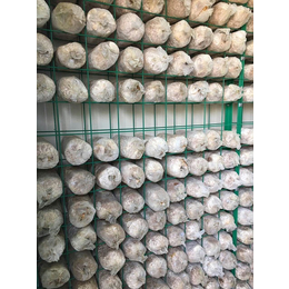 智能化蘑菇种植、张掖市蘑菇种植、精农科技
