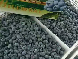 蓝宝石蓝莓苗-亿通园艺-蓝宝石蓝莓苗报价