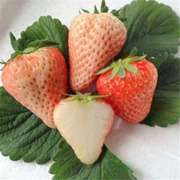 法兰地草莓苗|朔州草莓苗|双湖园艺(在线咨询)