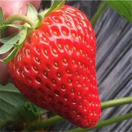 南平草莓苗、双湖园艺(图)、法兰地草莓苗