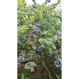 蓝莓基地、百色农业科技公司、成都蓝莓