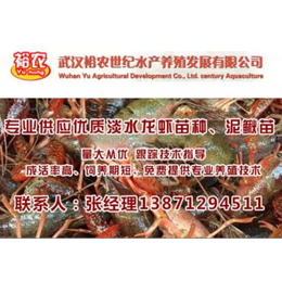 武汉裕农(图)、湖北龙虾苗投放季节、龙虾苗投放季节