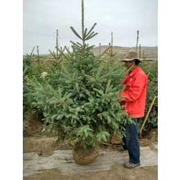 甘肃云杉-2米3米种植云杉基地-成活率高云杉树苗