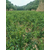 富民林果(图)|石榴树苗 盆栽|石榴树苗缩略图1