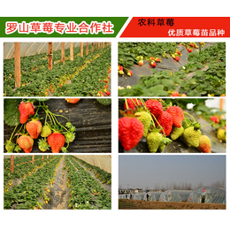 安徽章姬草莓苗立体种植_农科草莓(在线咨询)_章姬草莓苗